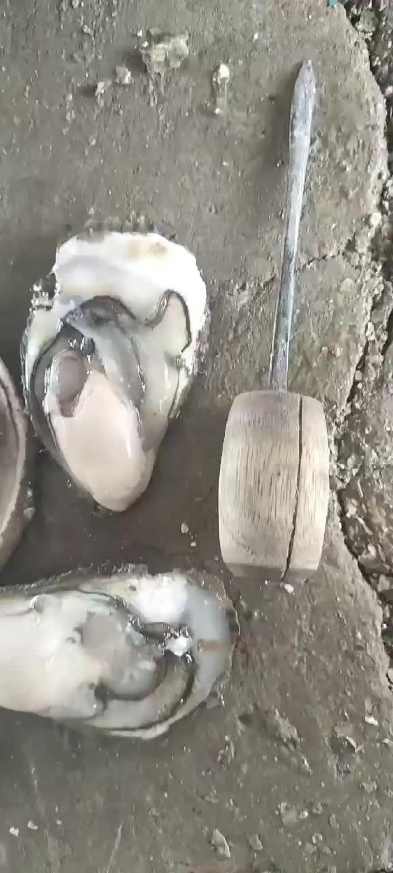 水产生蚝，漂亮