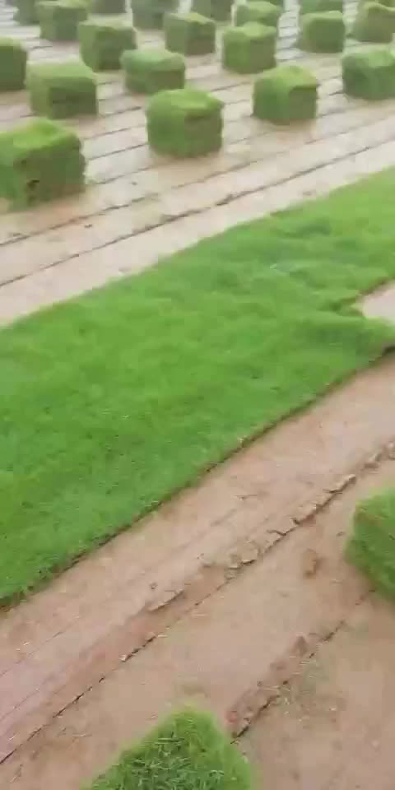 A货台湾青，卷草大量出货中