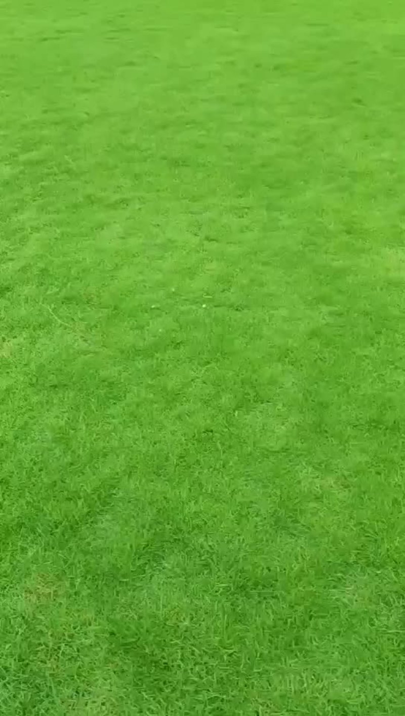 A货台湾青，卷草大量出货中