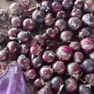紫皮洋葱