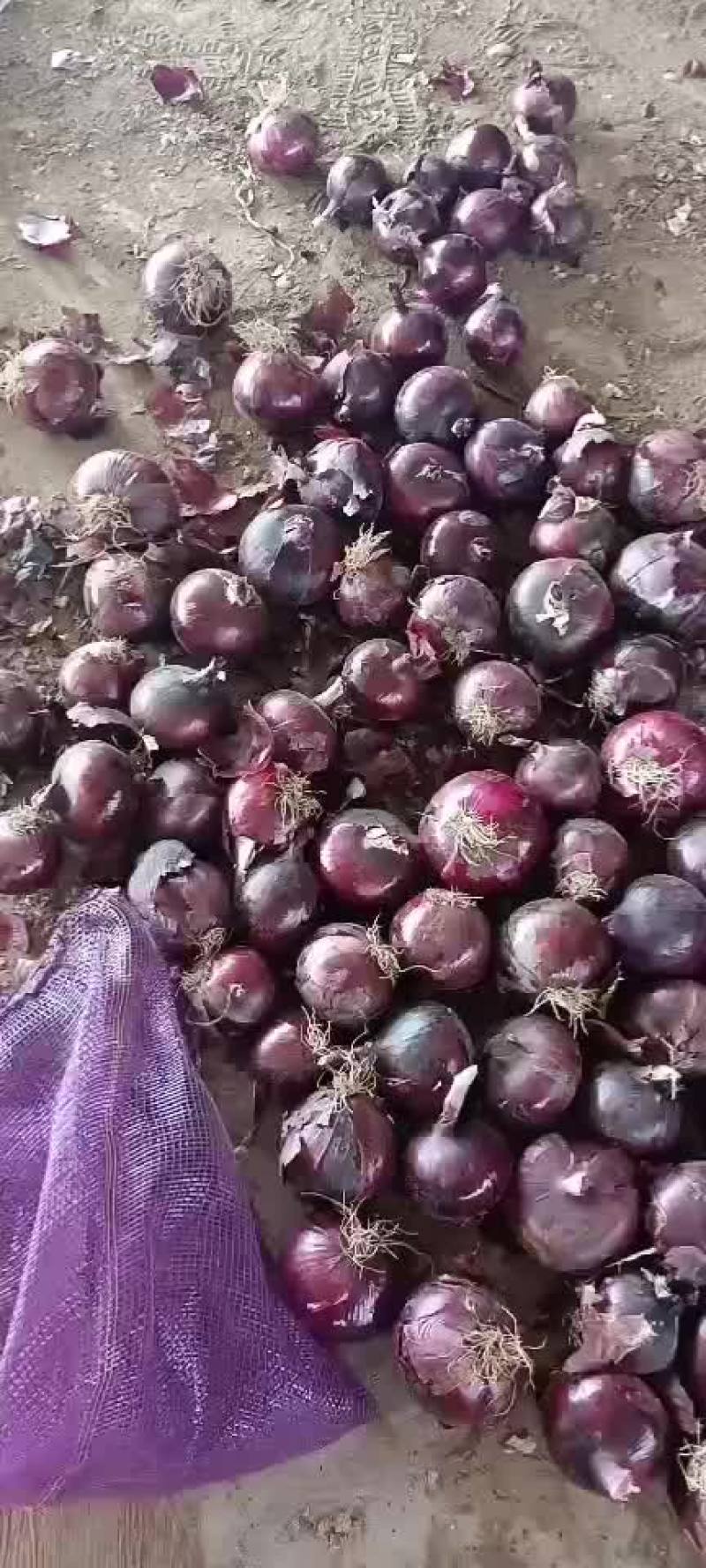 紫皮洋葱