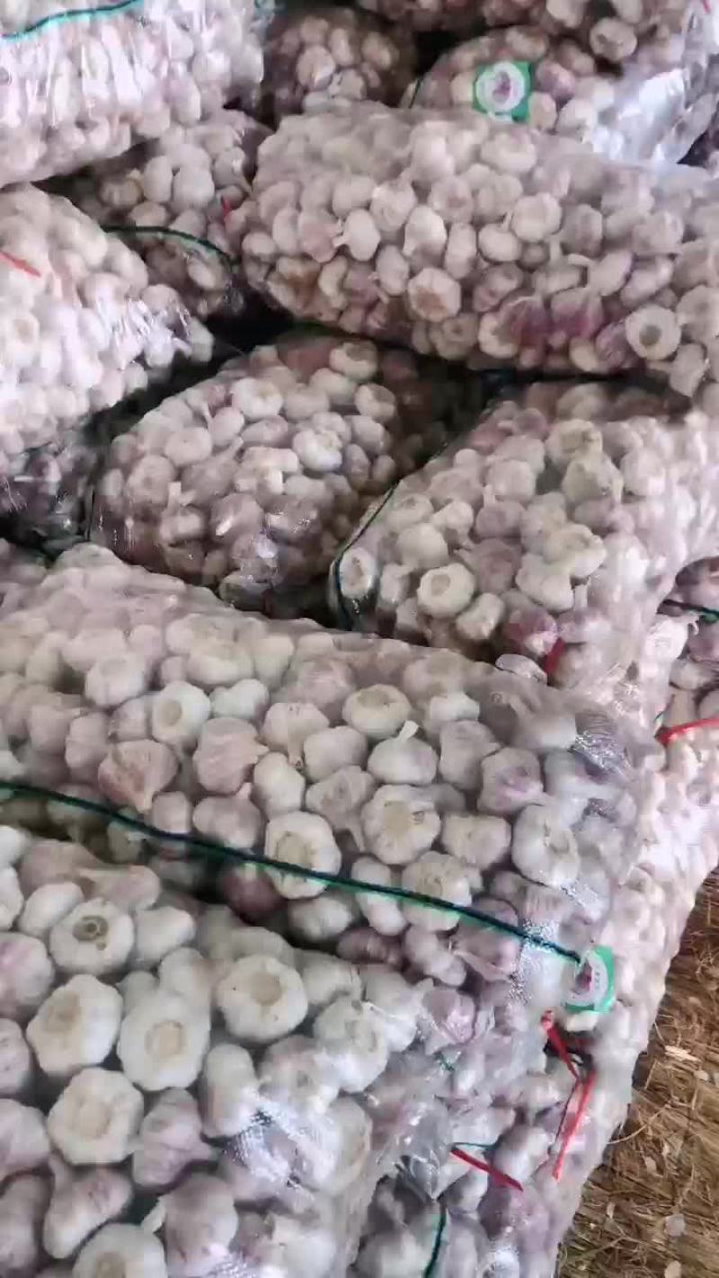 邳州精品大蒜