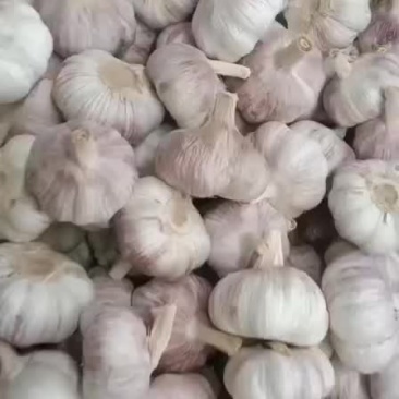 邳州精品大蒜