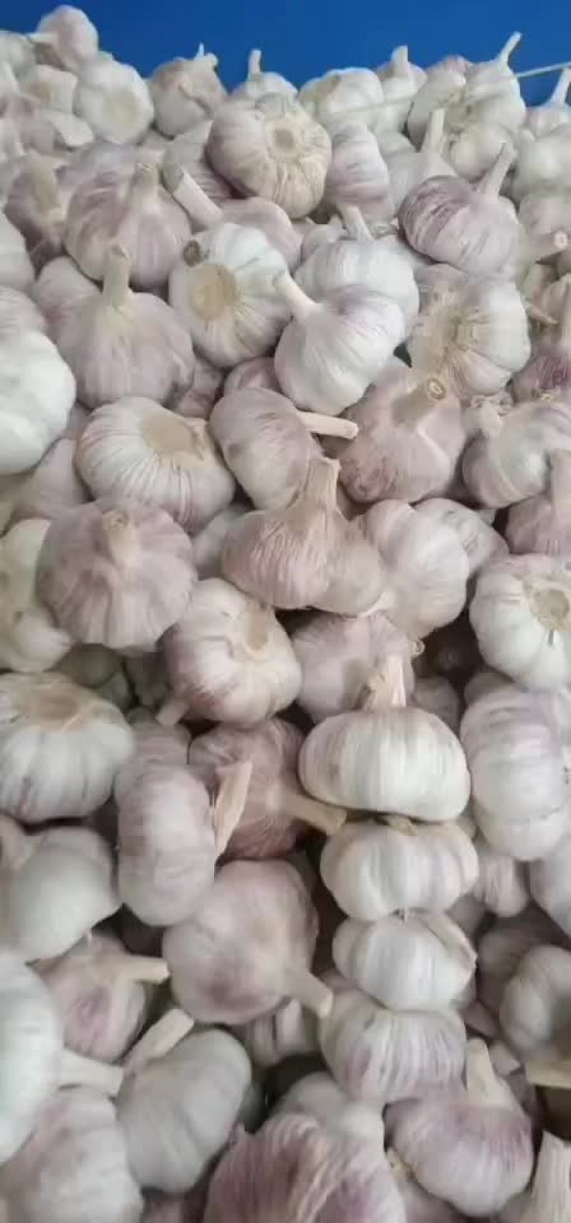 邳州精品大蒜