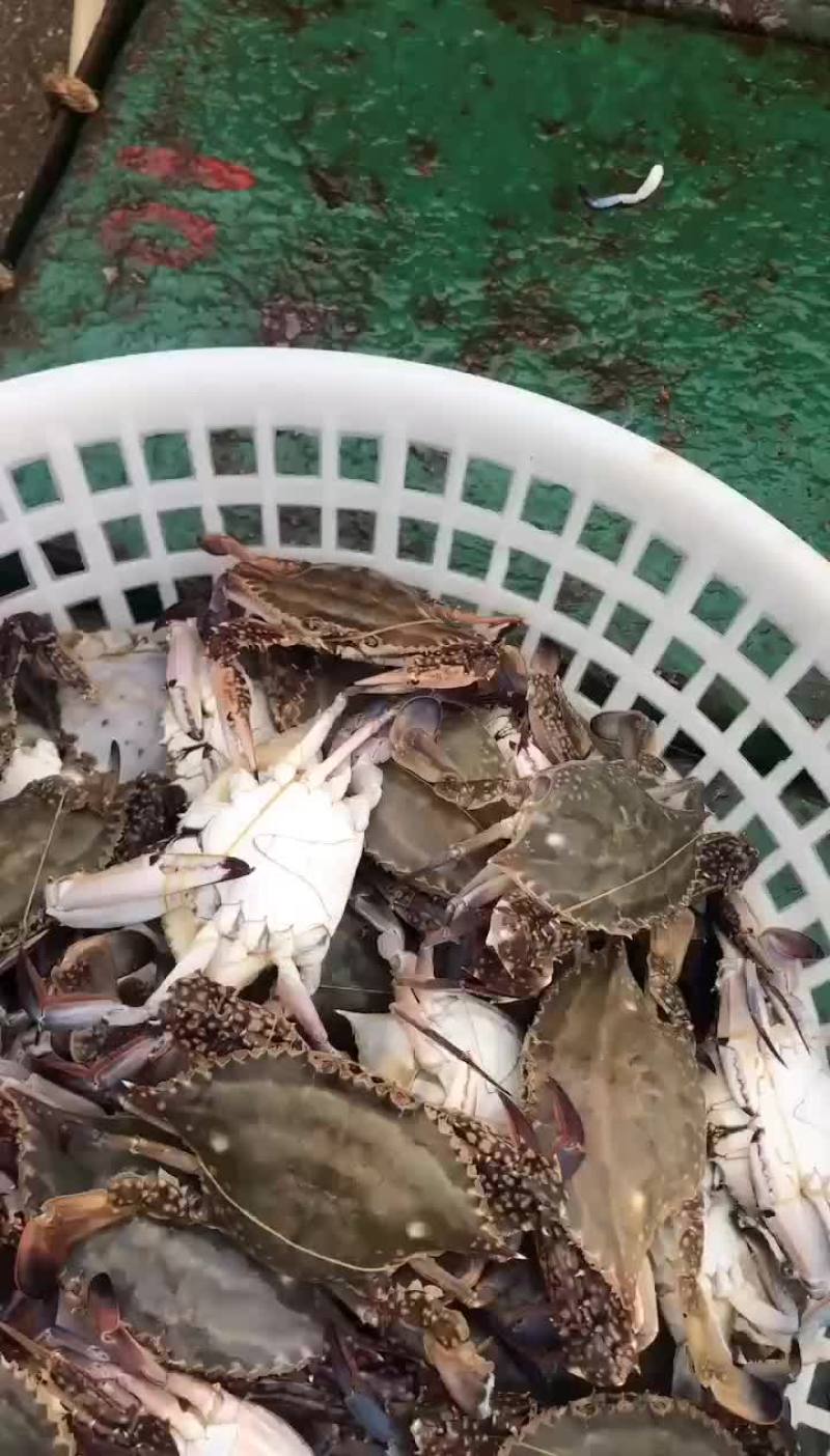 梭子蟹