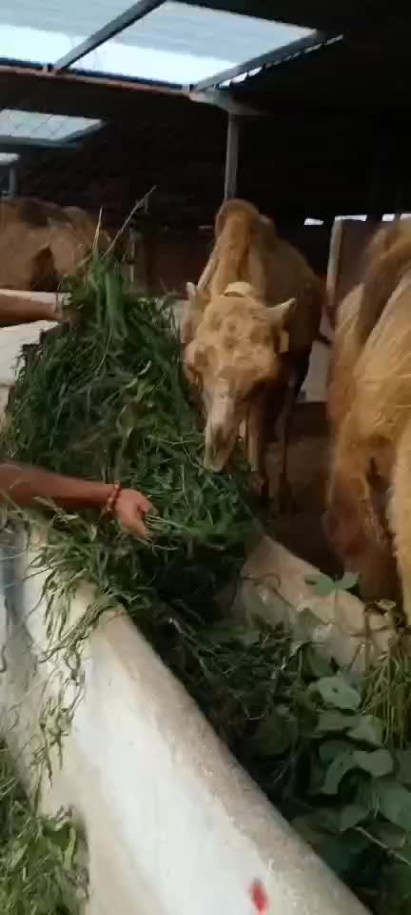 驯化好的骑乘骆驼观赏骆驼，一匹也全国发货，货到付款。