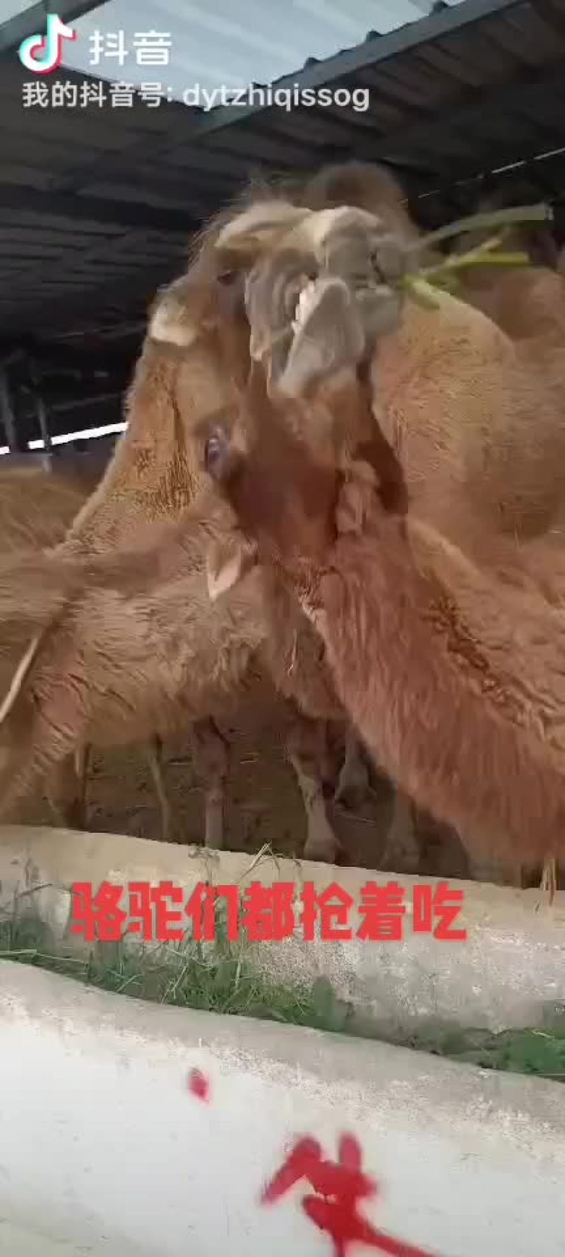 驯化好的骑乘骆驼观赏骆驼，一匹也全国发货，货到付款。