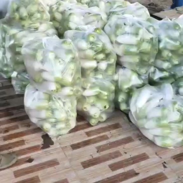 绿萝卜