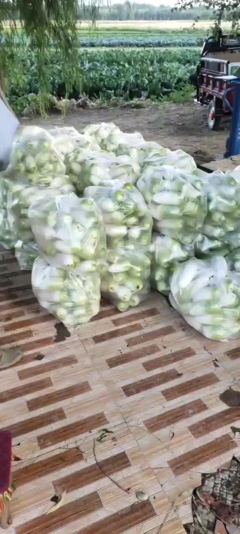 绿萝卜