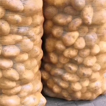精品小土豆
