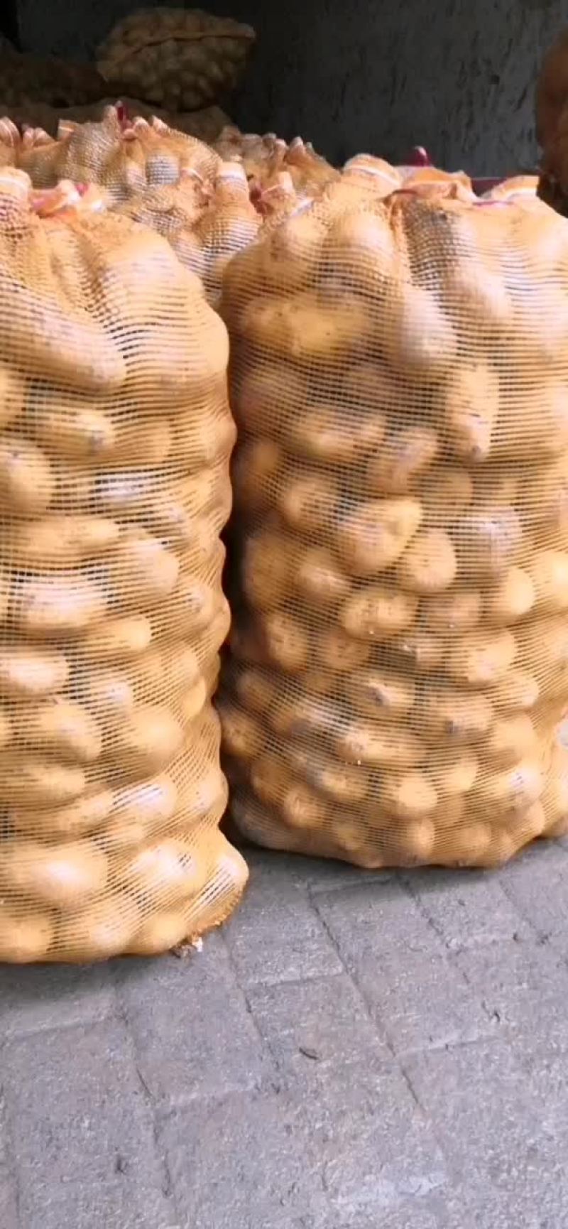 精品小土豆