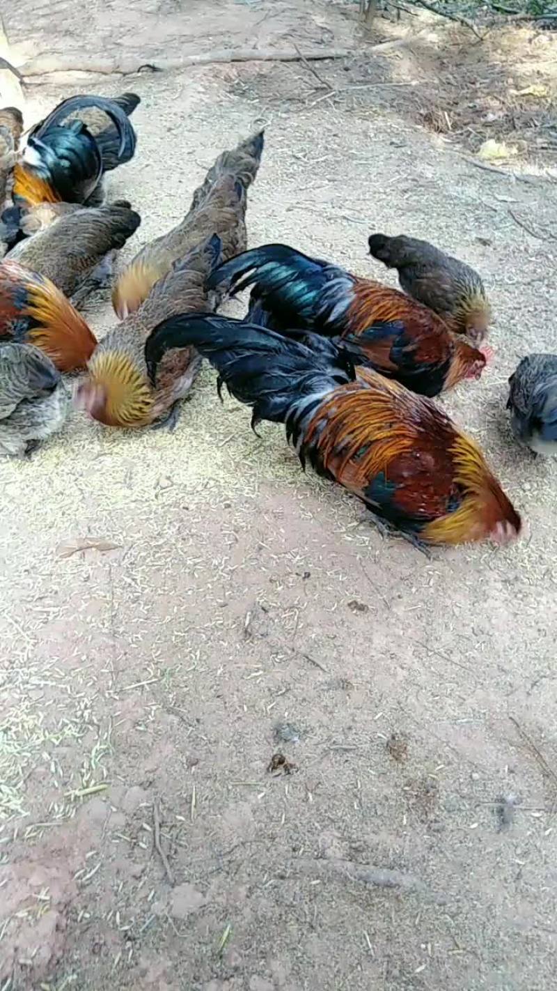 林地散养稻香鸡