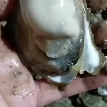 水产