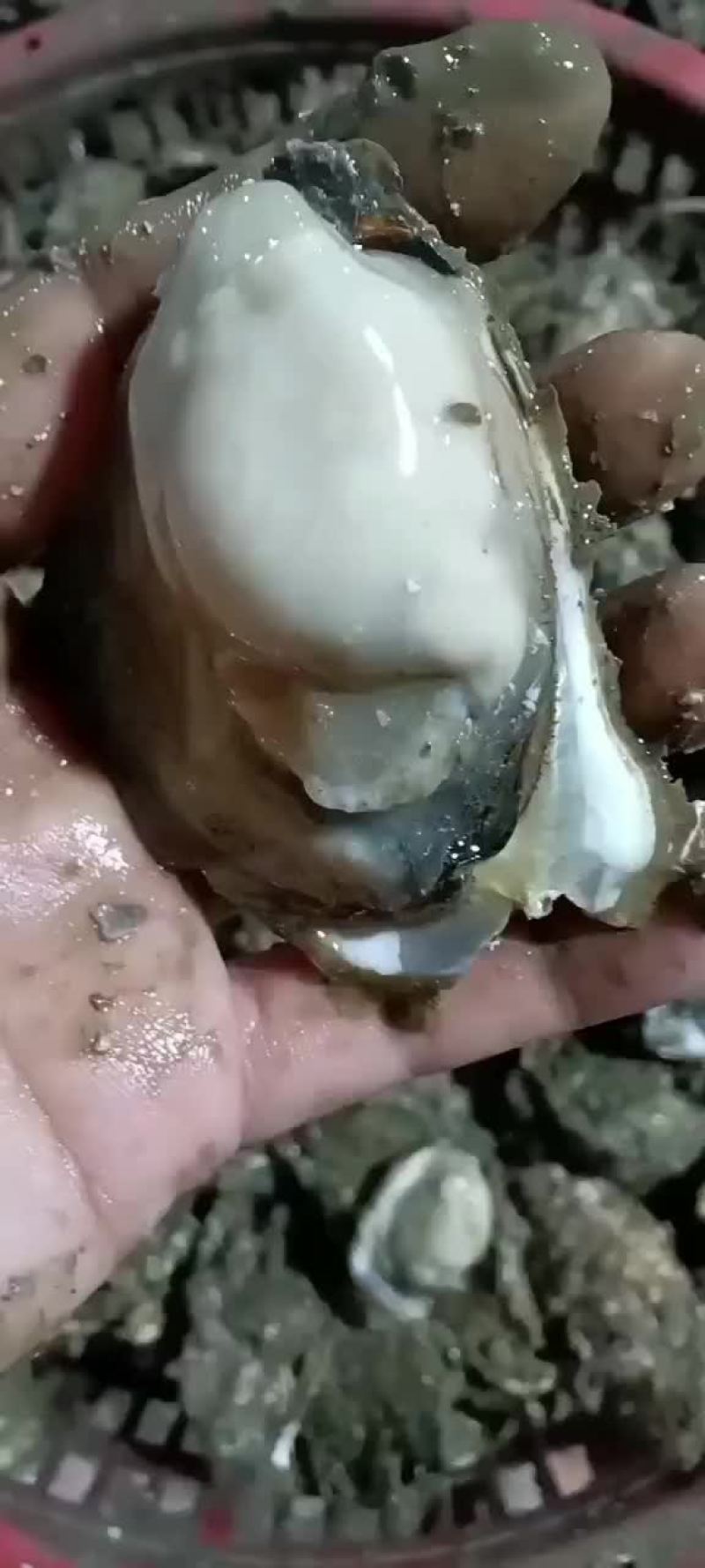 水产