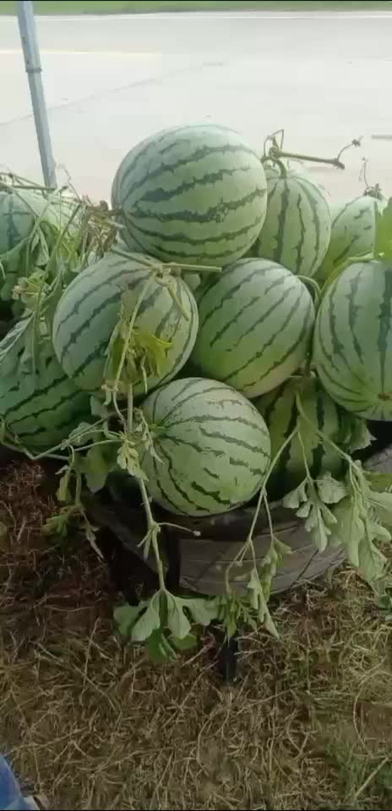 8424头茬