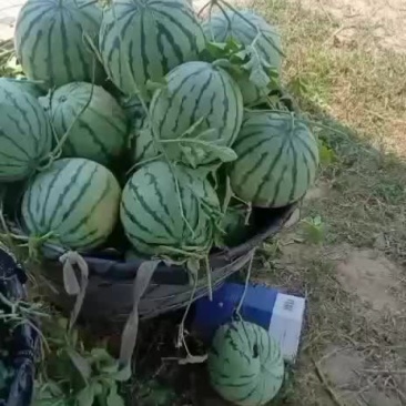 8424头茬