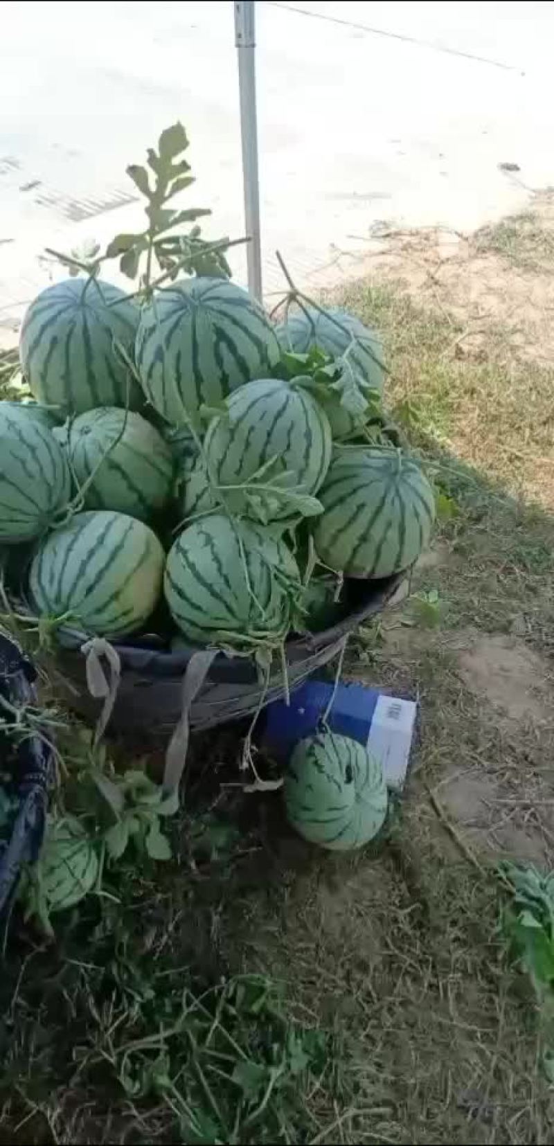 8424头茬