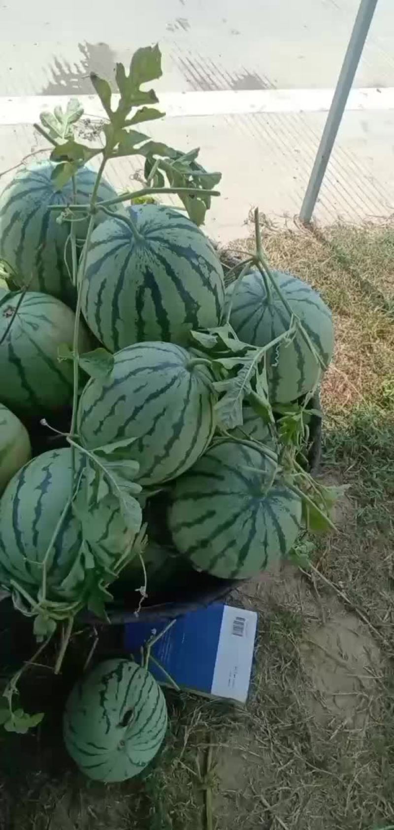 8424头茬