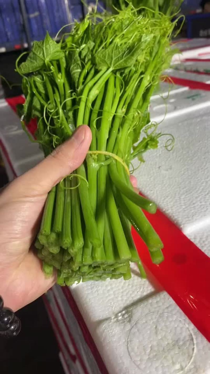 龙须菜够粗够嫩