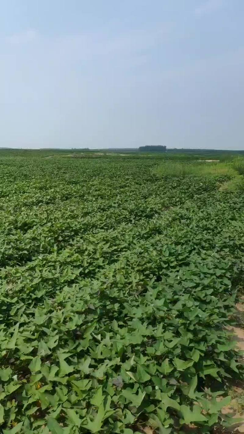 河北保定蠡县纯沙地西瓜红