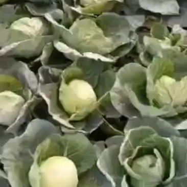 半铁头甘蓝，康保甘蓝，数量大，质量好，可发货到全国各地
