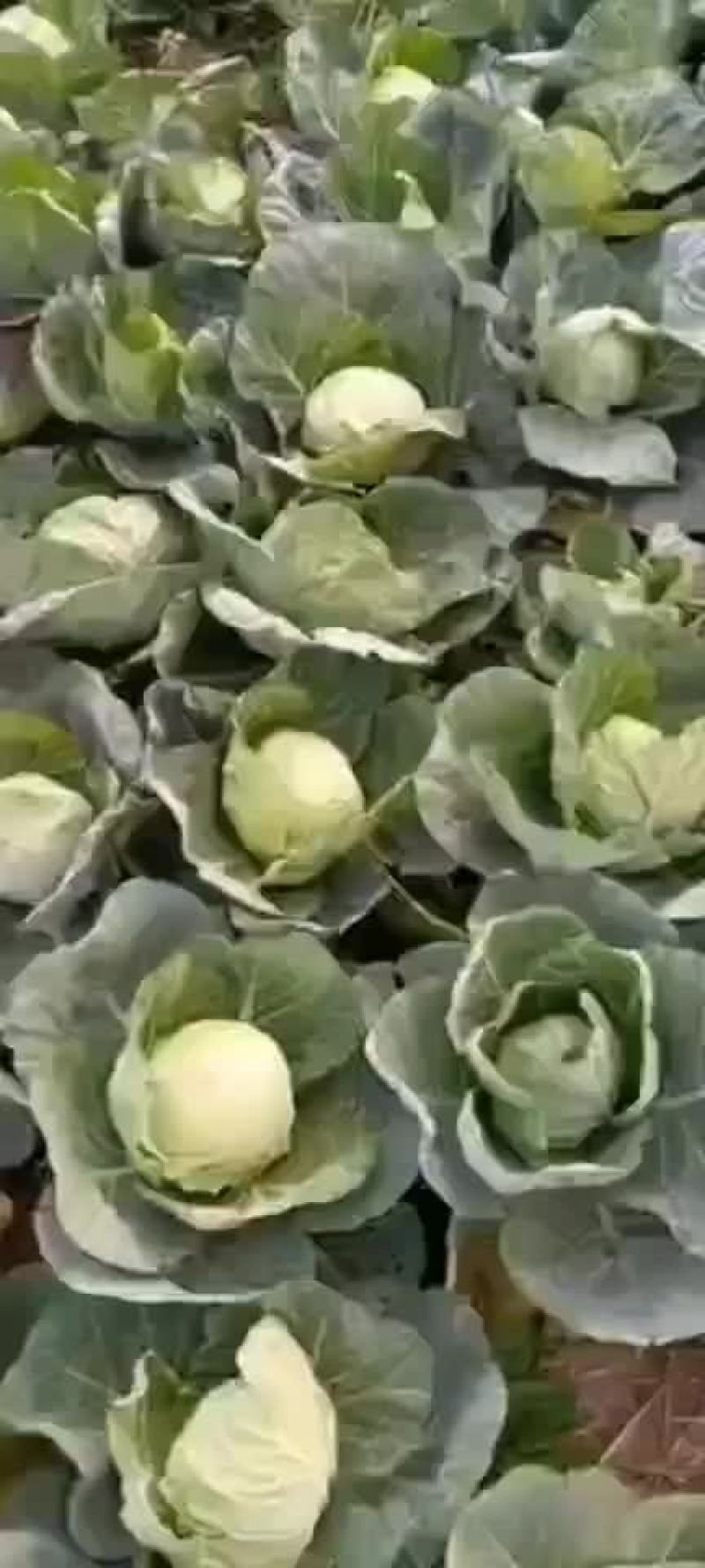 半铁头甘蓝，康保甘蓝，数量大，质量好，可发货到全国各地