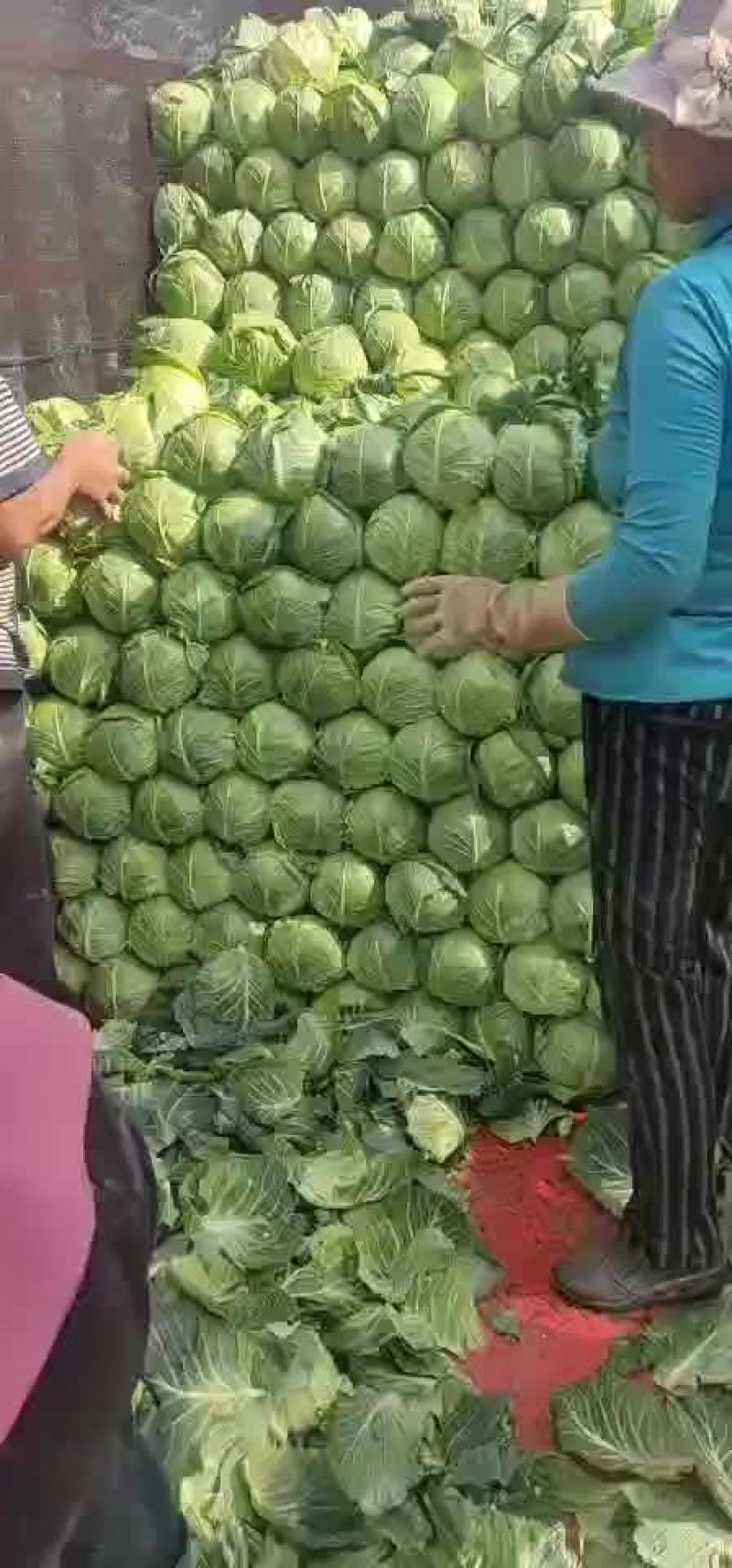 半铁头甘蓝，康保甘蓝，数量大，质量好，可发货到全国各地