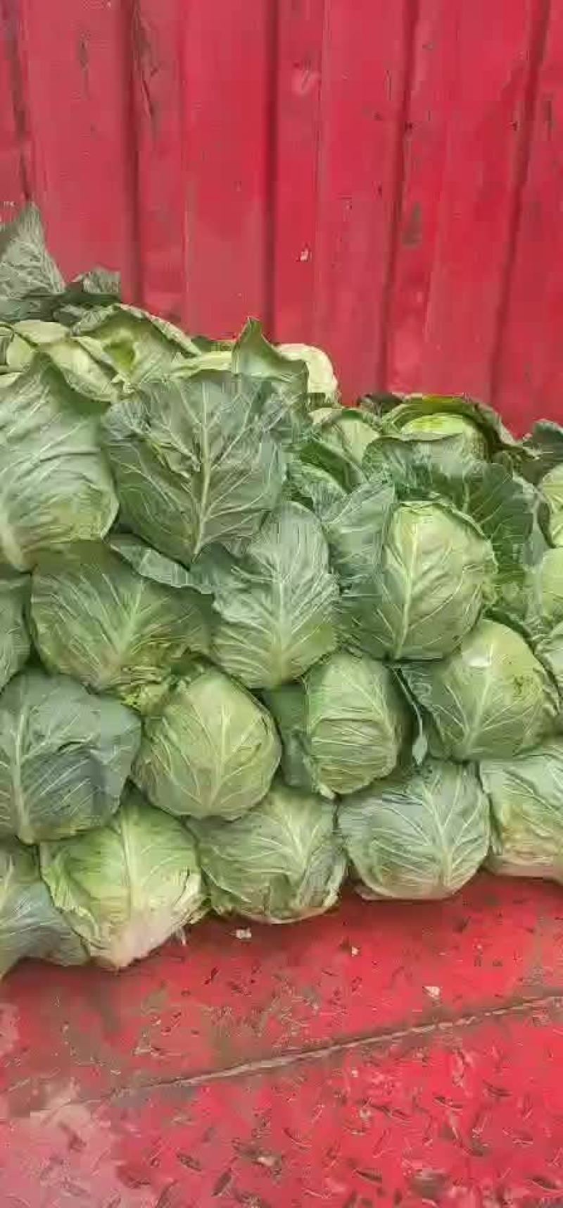 半铁头甘蓝，康保甘蓝，数量大，质量好，可发货到全国各地