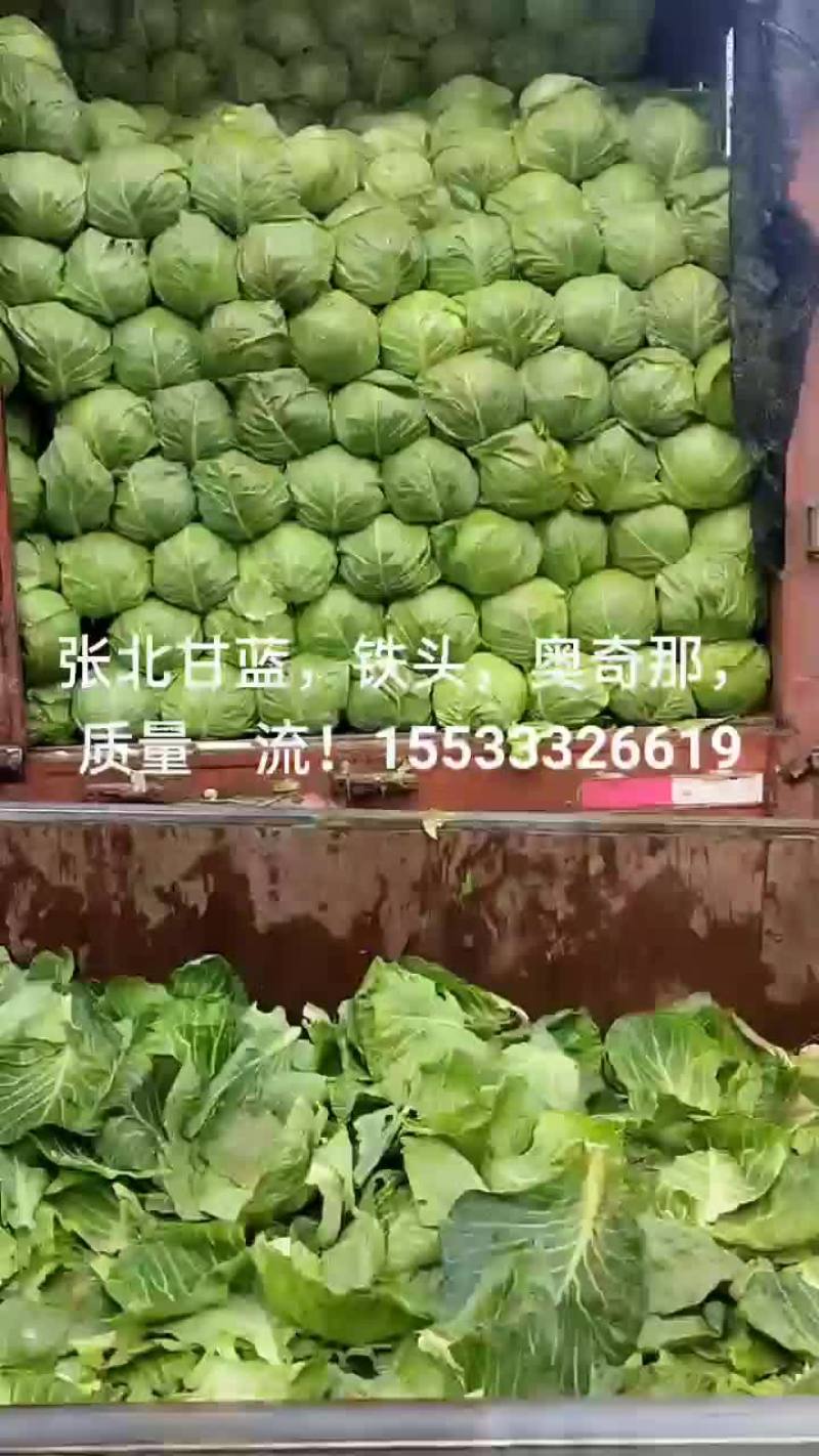 半铁头甘蓝，康保甘蓝，数量大，质量好，可发货到全国各地