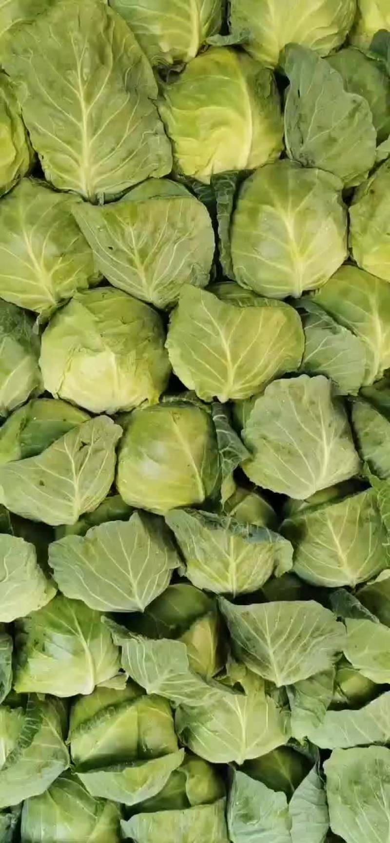 半铁头甘蓝，康保甘蓝，数量大，质量好，可发货到全国各地