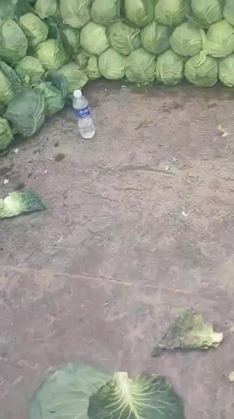 半铁头甘蓝，康保甘蓝，数量大，质量好，可发货到全国各地