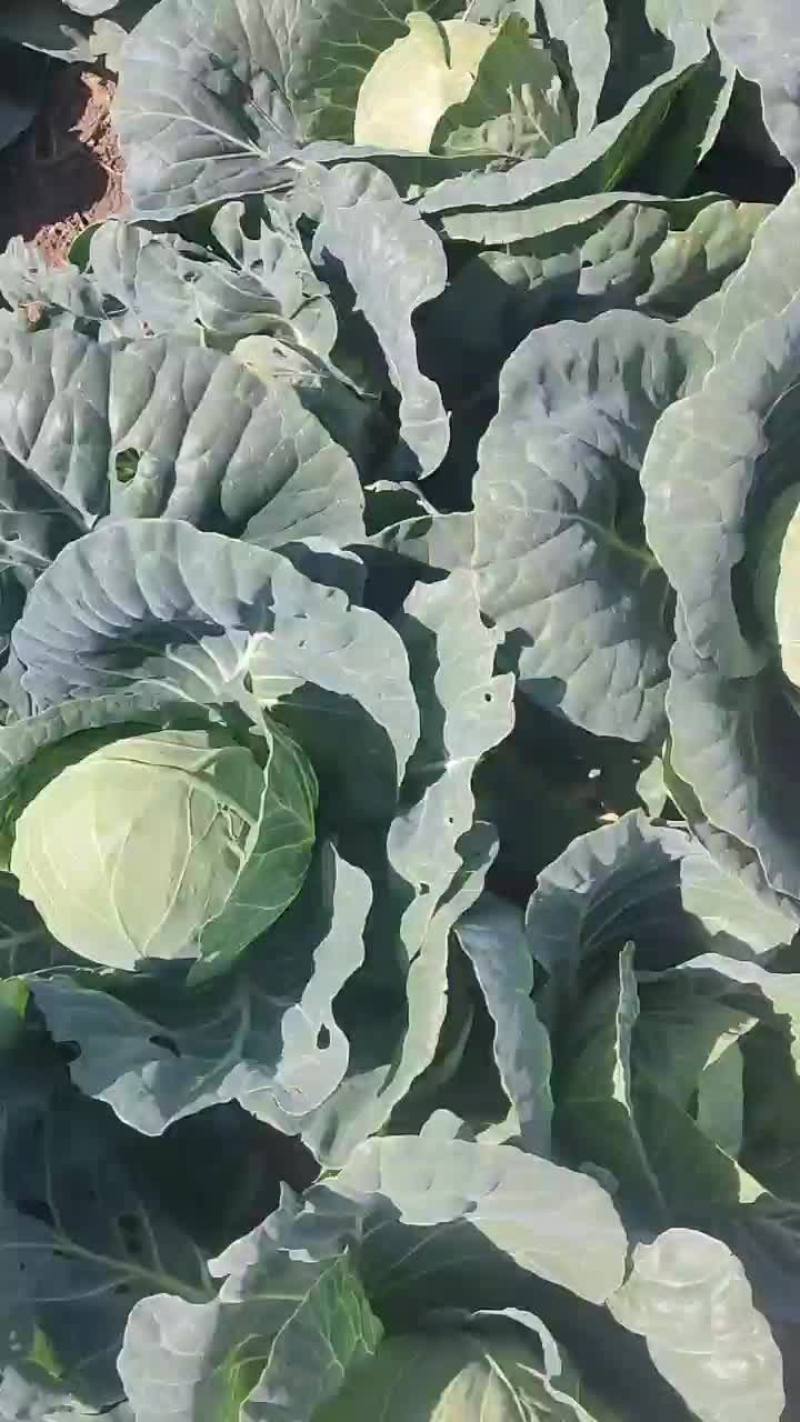 半铁头甘蓝，康保甘蓝，数量大，质量好，可发货到全国各地