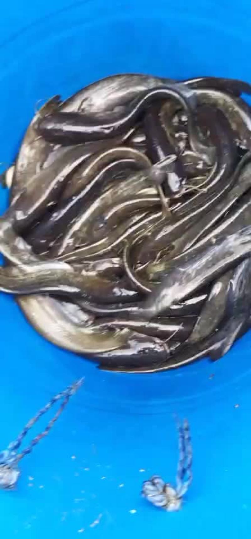 鲶鱼