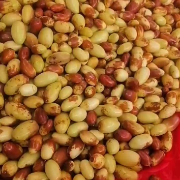 马牙枣