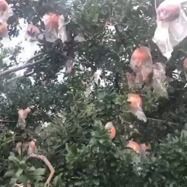 蒙自甜石榴