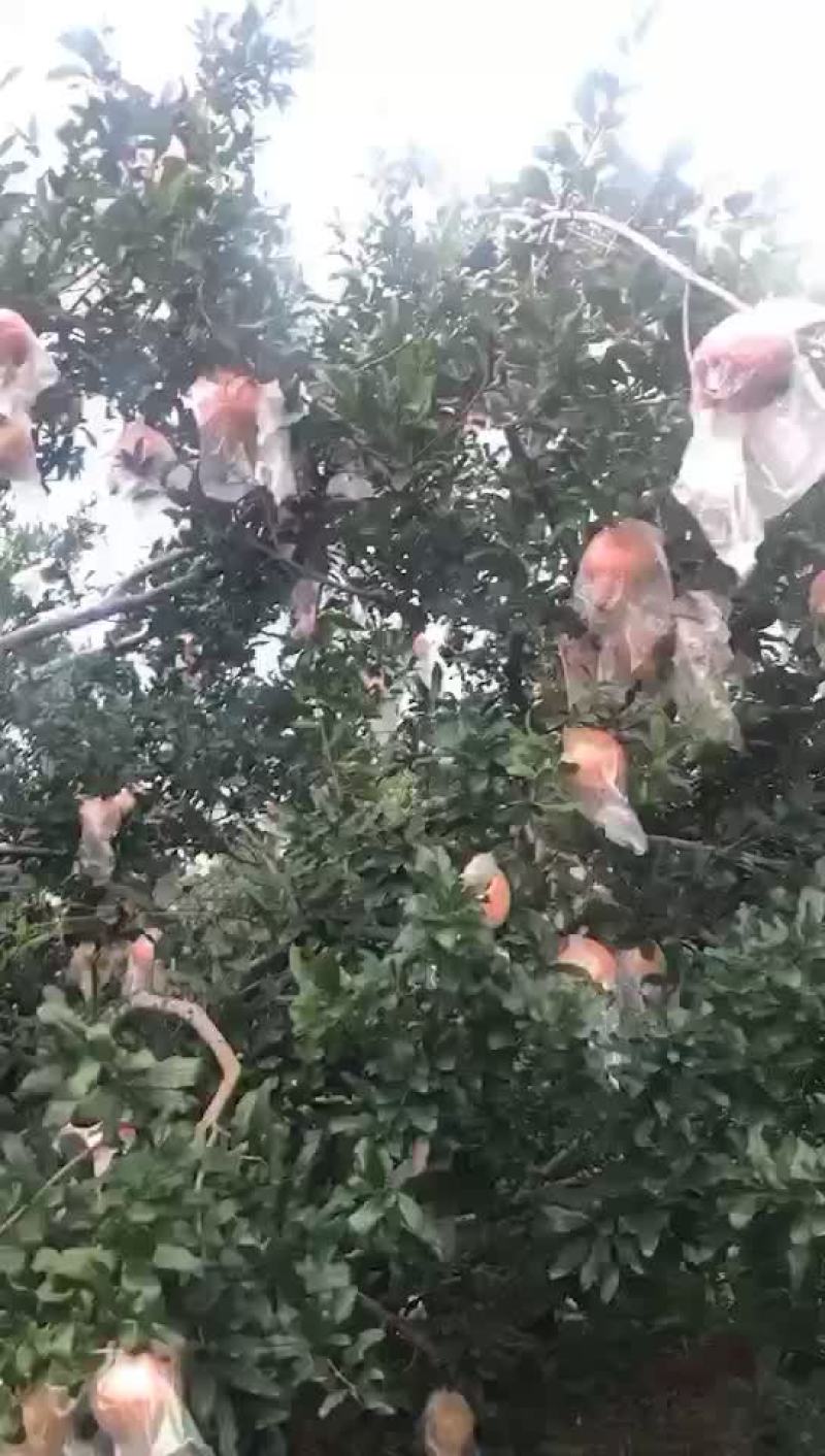 蒙自甜石榴