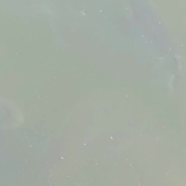 优质黄河鲤鱼