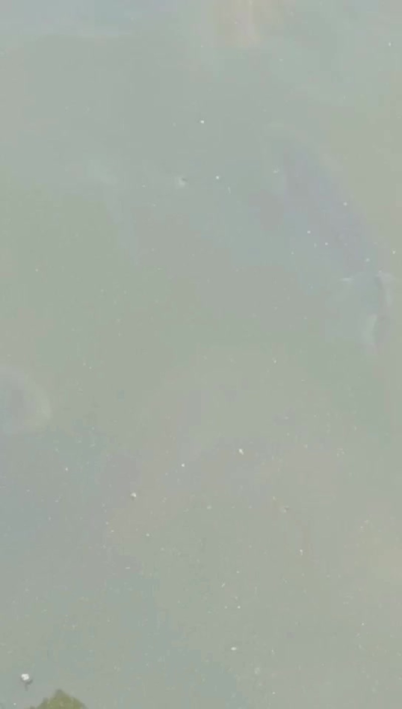 优质黄河鲤鱼