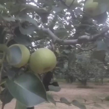 梨