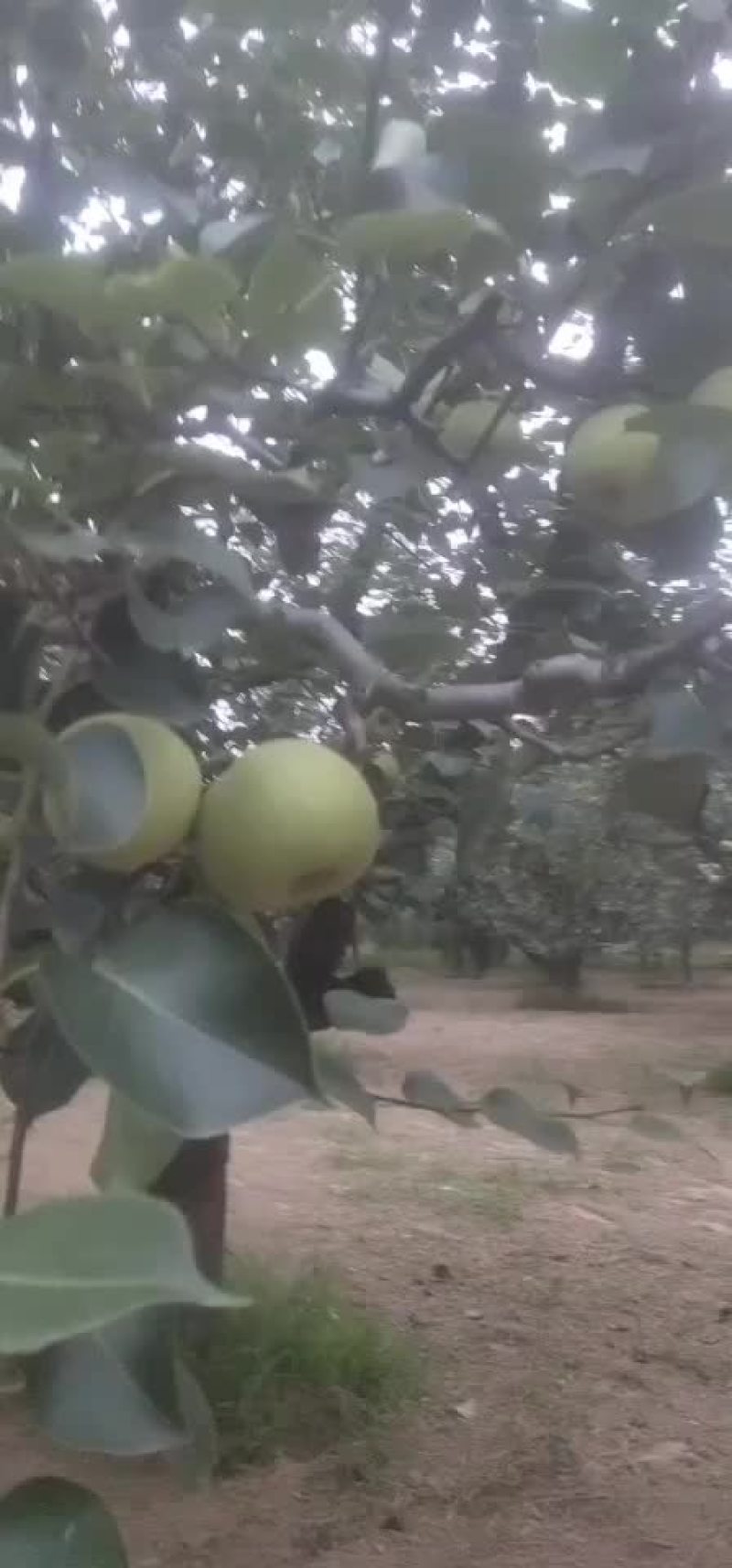 梨