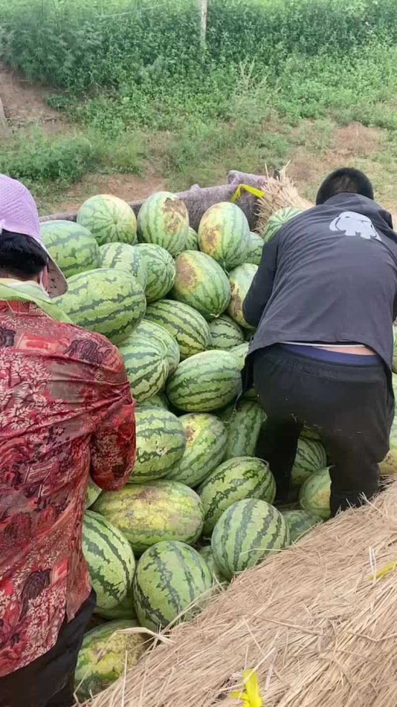 内蒙古通辽沙漠西瓜大量上市