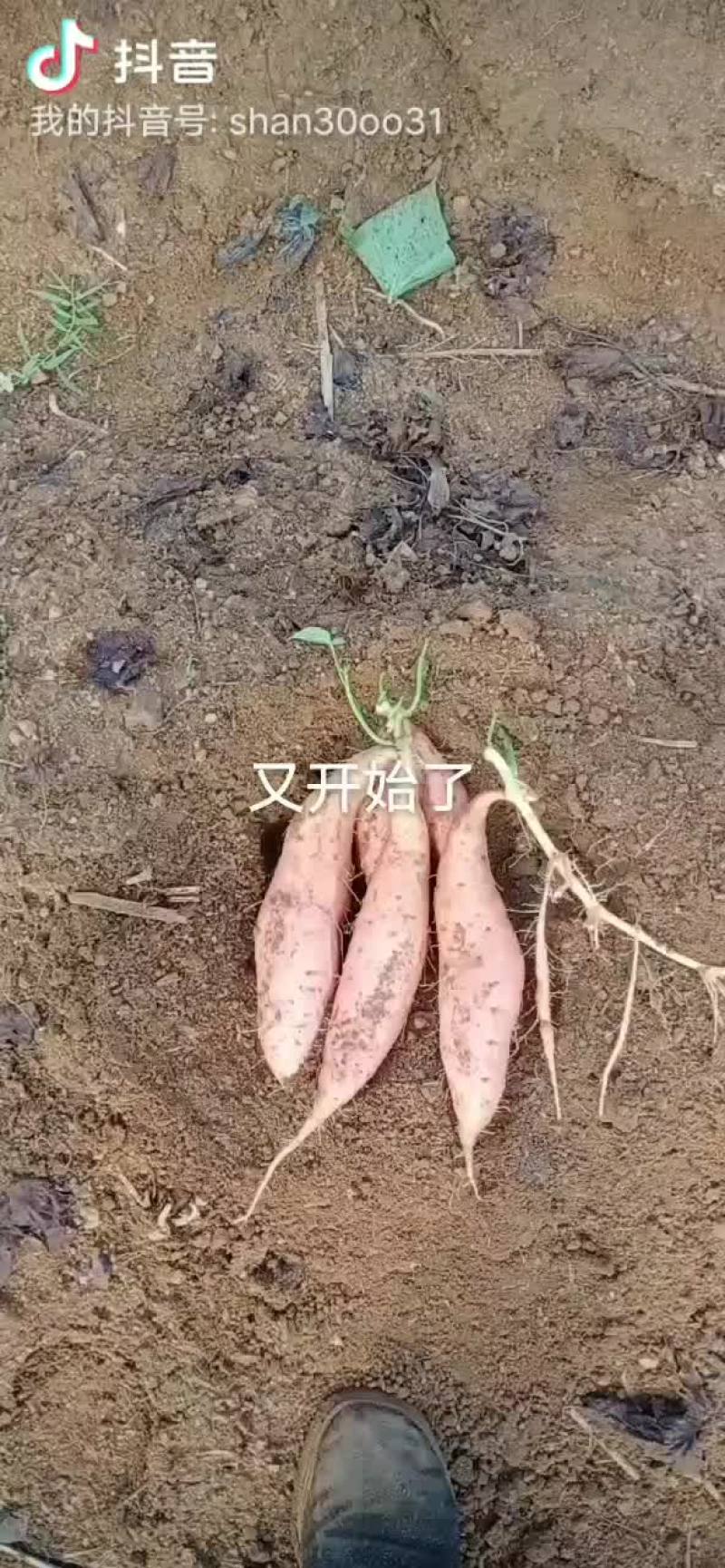 土特产