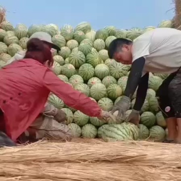 宁夏硒砂瓜上车价三毛五