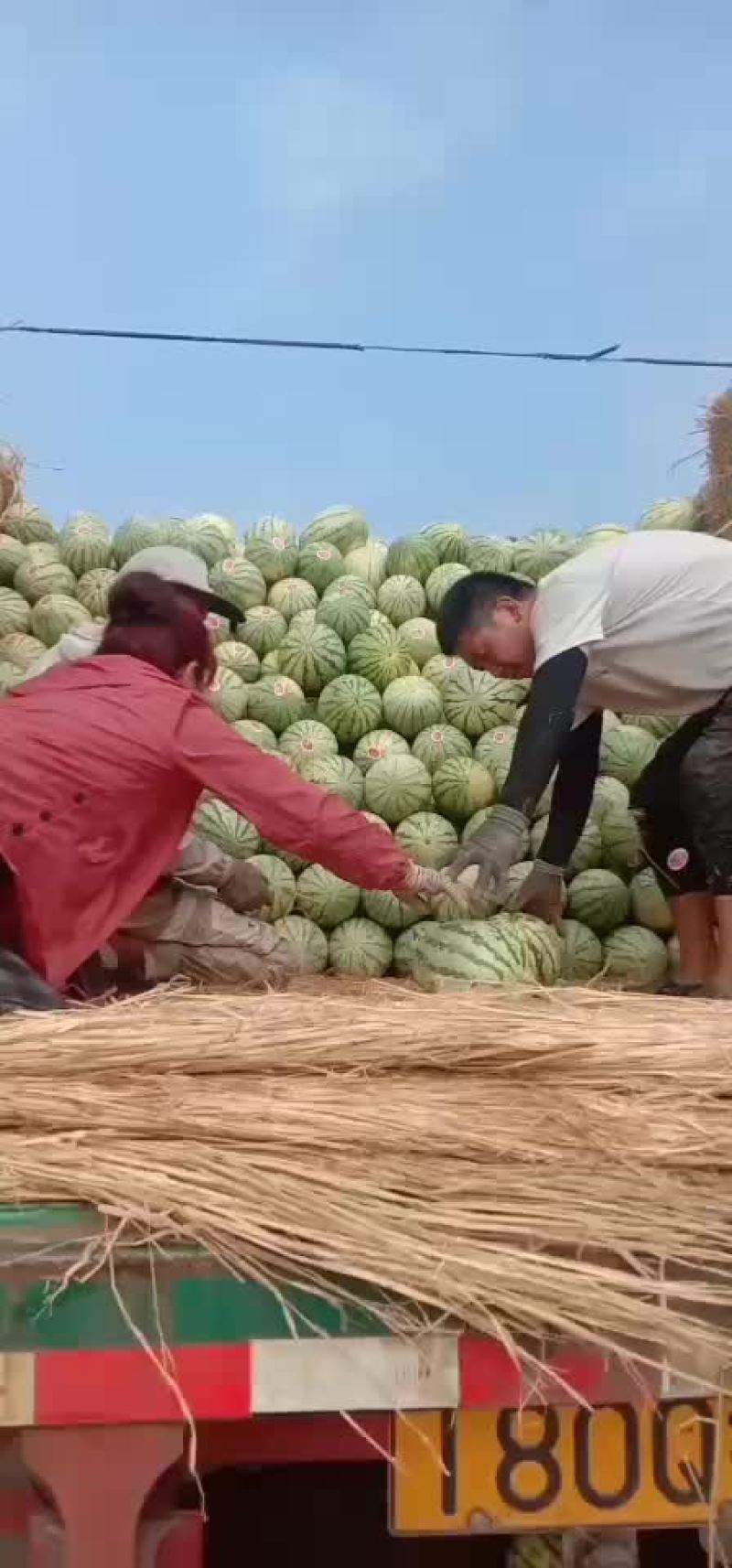 宁夏硒砂瓜上车价三毛五