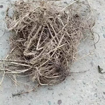 白前草