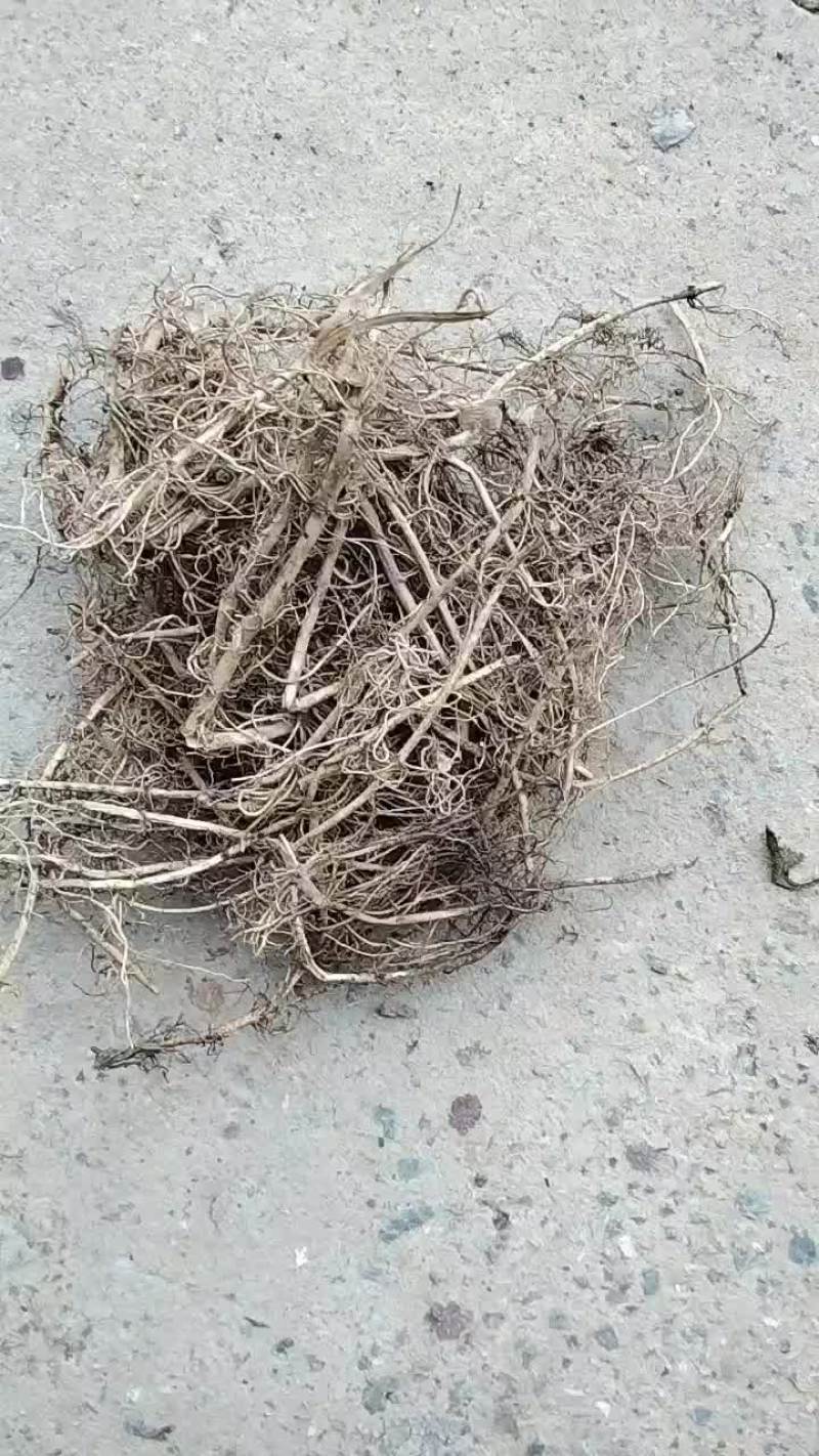 白前草