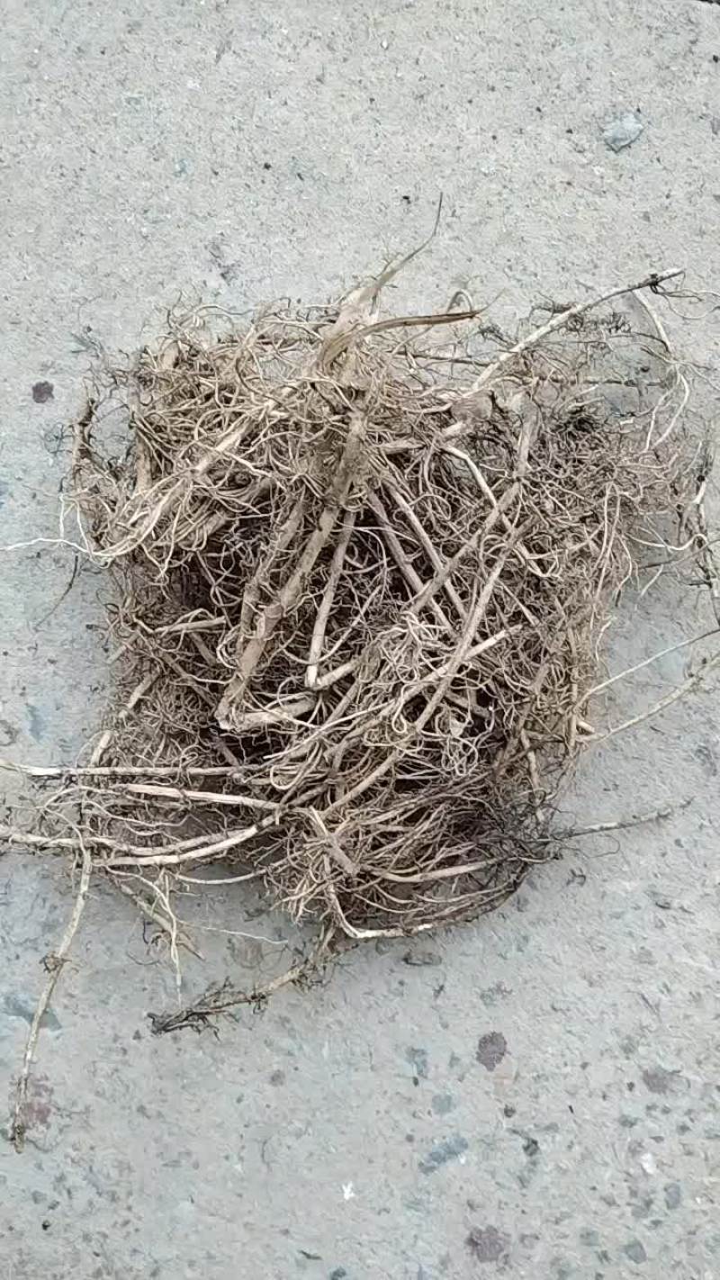 白前草