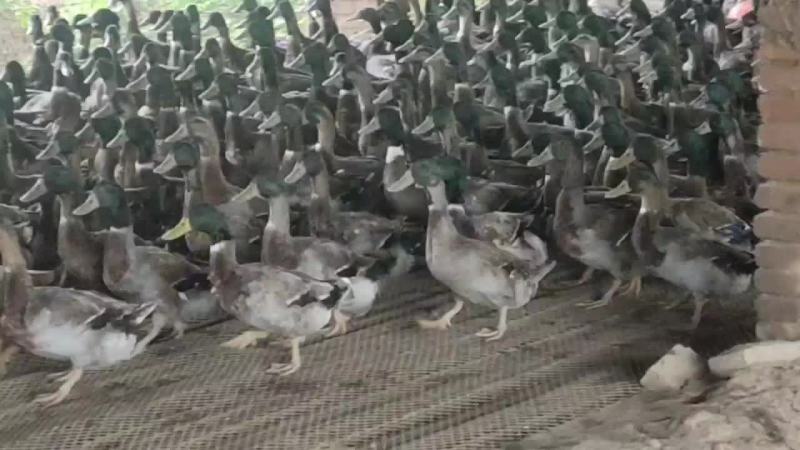 大品种绿头野鸭