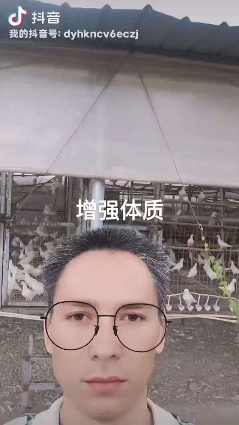 乳鸽天下