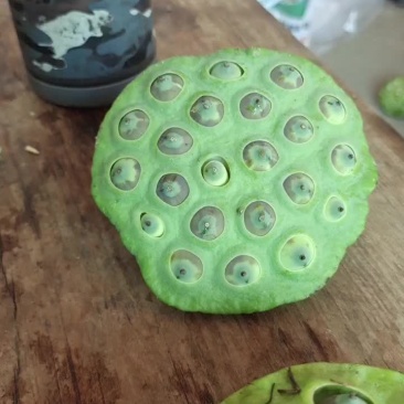 水果莲，麻莲